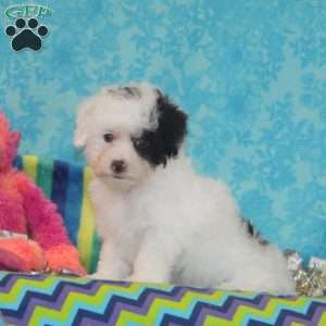 Violet, Toy Poodle Puppy
